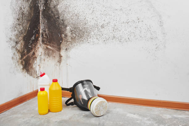 Best Professional Mold Removal  in Powderly, TX