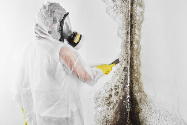 Best Fast Mold Removal  in Powderly, TX