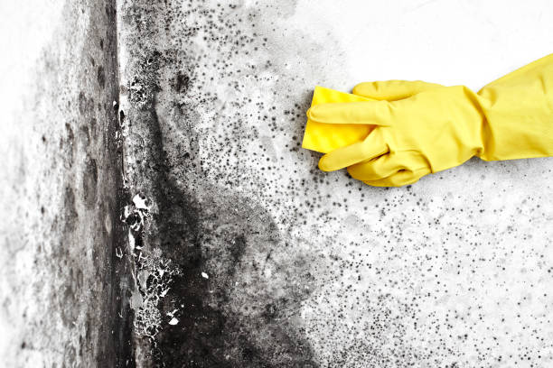 Best Mold Removal Company Near Me  in Powderly, TX