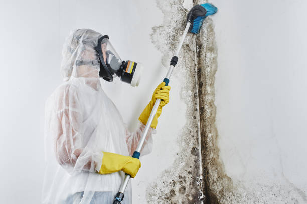 Professional Mold Removal in Powderly, TX