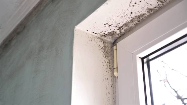 Best Home Mold Removal  in Powderly, TX
