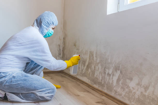 Best Commercial Mold Removal  in Powderly, TX