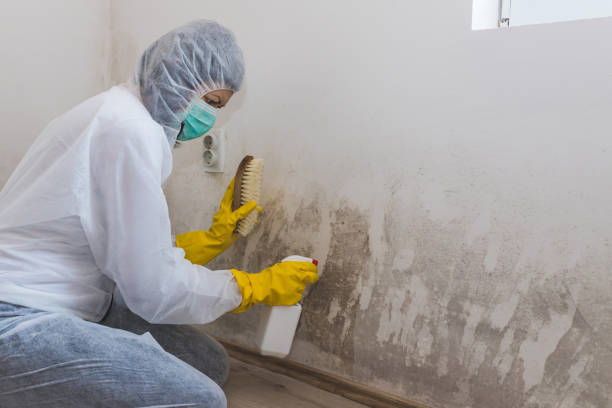Best Mold Removal Process  in Powderly, TX