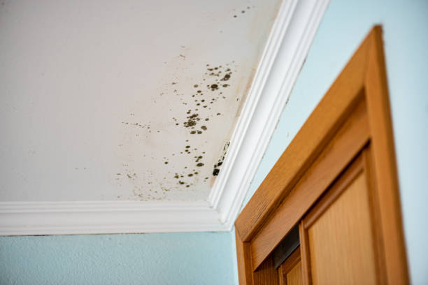 Best Mold Remediation  in Powderly, TX