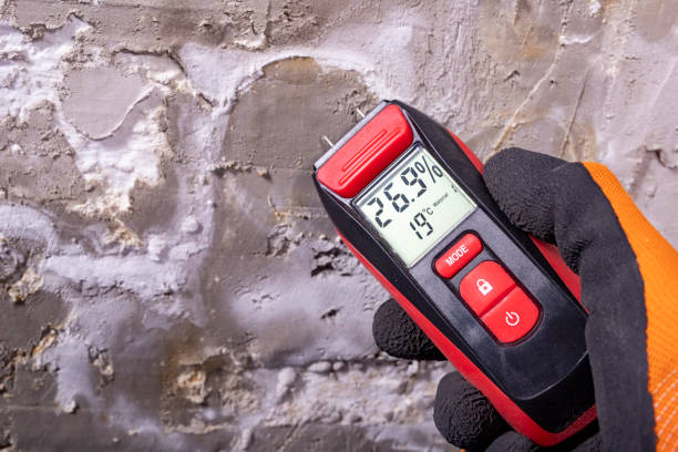Best Black Mold Removal  in Powderly, TX