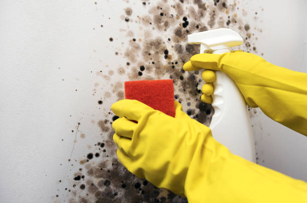 Best Toxic Mold Removal  in Powderly, TX