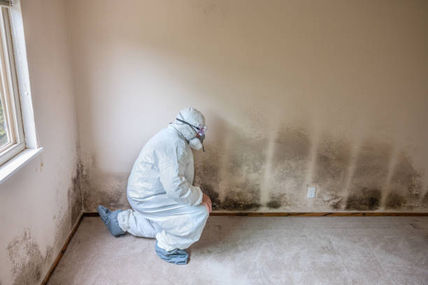 Best Same-Day Mold Removal  in Powderly, TX