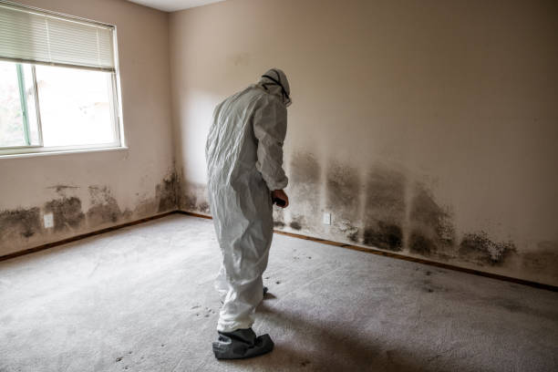 Best Office Mold Removal Services  in Powderly, TX