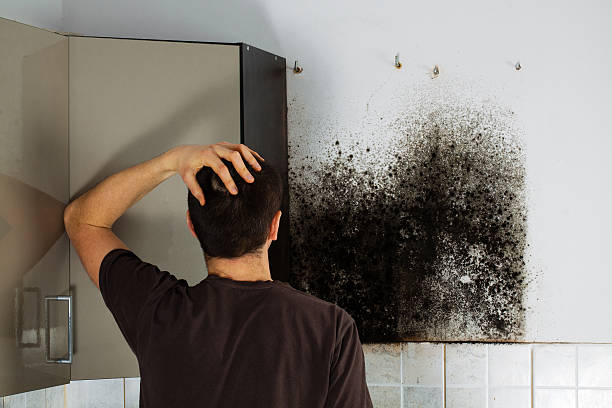 Best Certified Mold Removal  in Powderly, TX